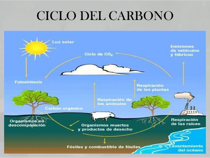 El regreso del CO 2 a la atmósfera se hace cuando en la respiración los seres vivos oxidan los alimentos produciendo CO 2.