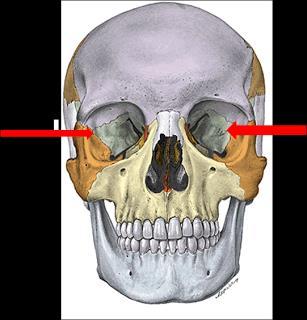 Los arcos superciliares recubiertos por las cejas La protuberancia occipital externa, eminencia mediana que se localiza en el extremo superior del surco medio de la cara posterior del cuello.