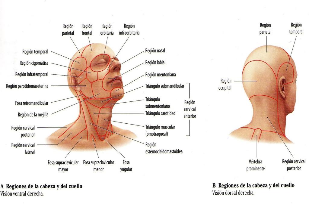 g. Región de la mejilla (geniana): Está situada en la parte lateral de la cara. Presenta dos caras: la externa o cutánea y la interna o mucosa.