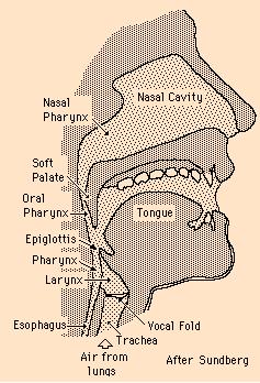 El mecanismo de la voz El mecanismo de la voz involucra los pulmones y el diafragma como la fuente de poder así como la laringe, faringe, boca y nariz.