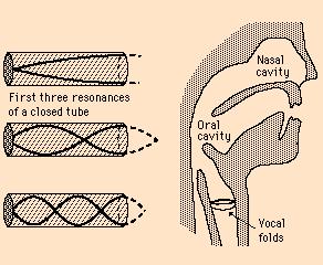 La resonancia del tracto vocal Modelando el tracto vocal como resonador tubo con un extremo abierto, sugiere que sonidos de