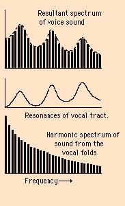 Estas frecuencias son después modificadas por la resonancia de la cavidad del tracto vocal según la influencia de los