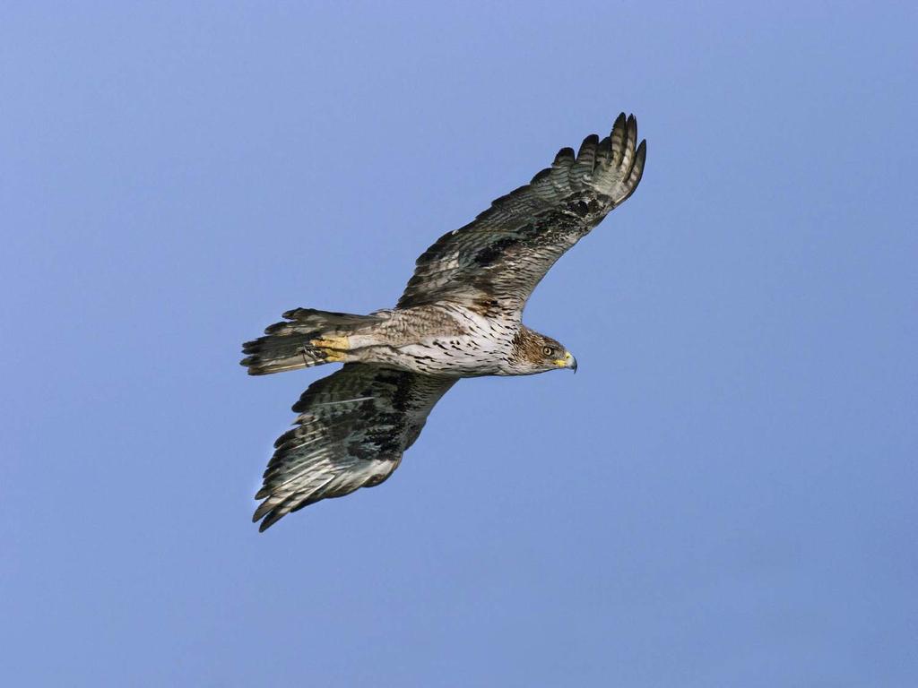 Modificación de tendidos eléctricos para la conservación del águila de Bonelli en España Congreso Final LIFE Save the Flyers Santa Fiora