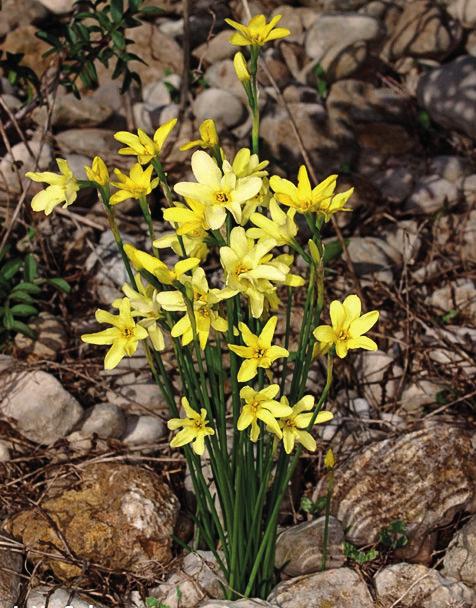 ESPECIES CATALOGADAS DE FLORA Todas las especies catalogadas de flora están incluidas en la máxima categoría de amenaza: En Peligro de Extinción. Narciso de Pérez Lara (Narcissus perezlarae).