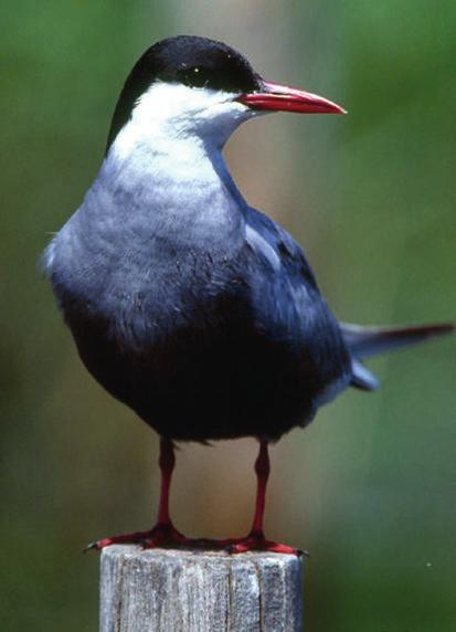 ESPECIES CATALOGADAS DE FAUNA La mayor parte de las especies catalogadas son aves acuáticas (Fig. 3). Garcilla cangrejera (Ardeola ralloides).