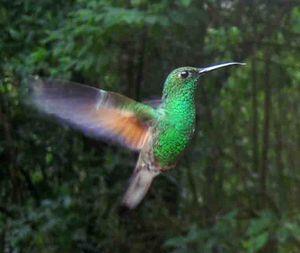 Los colibríes se distribuyen por toda América,
