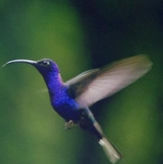 Los colibríes se han adaptado a una serie de comportamientos sociales, que van desde