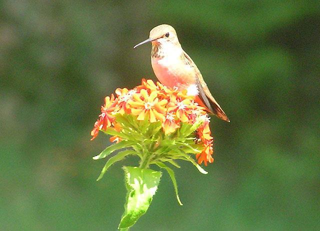 tropicales Los colibríes son los principales polinizadores de las zonas altas y frías ante la ausencia de los