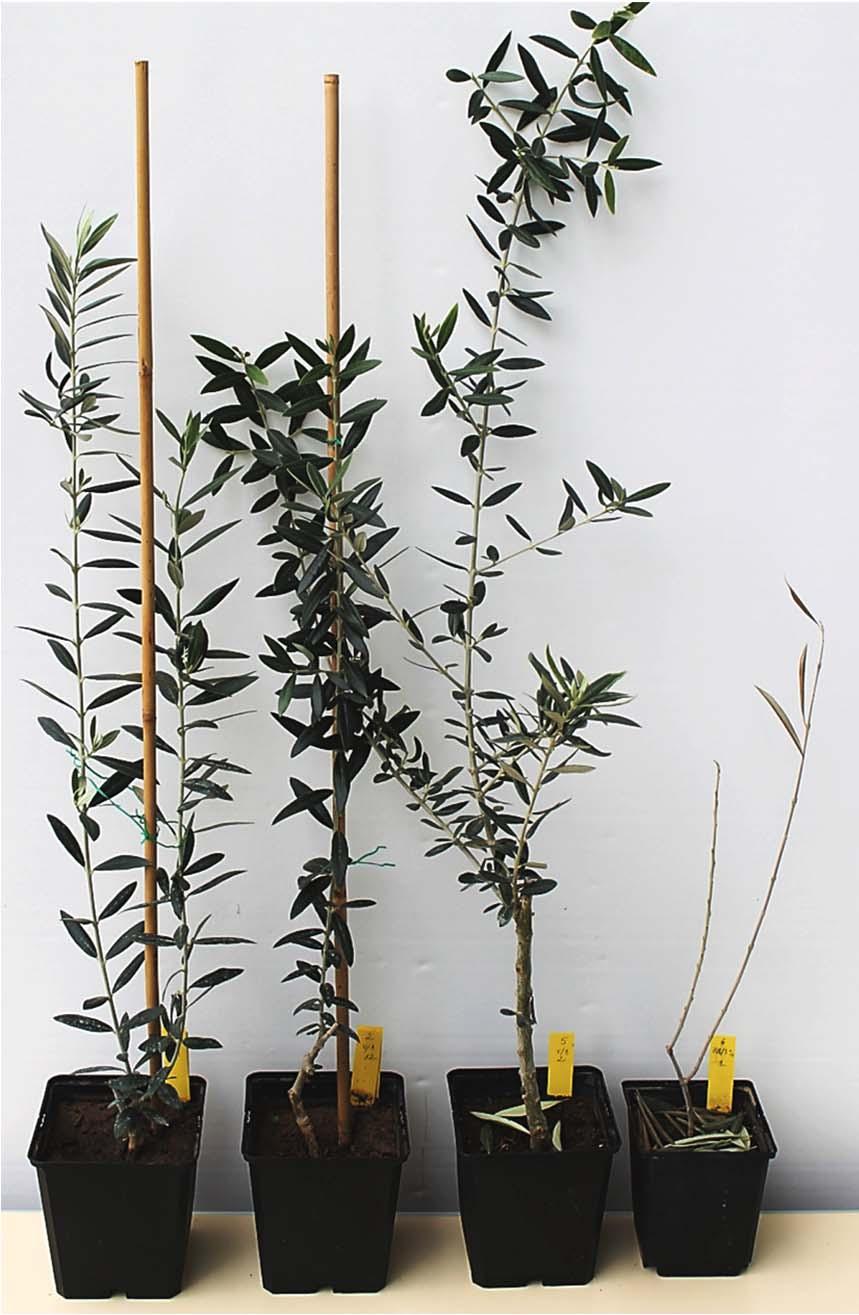 Desarrollo de olivo Picual autoenraizado o injertado sobre acebuches