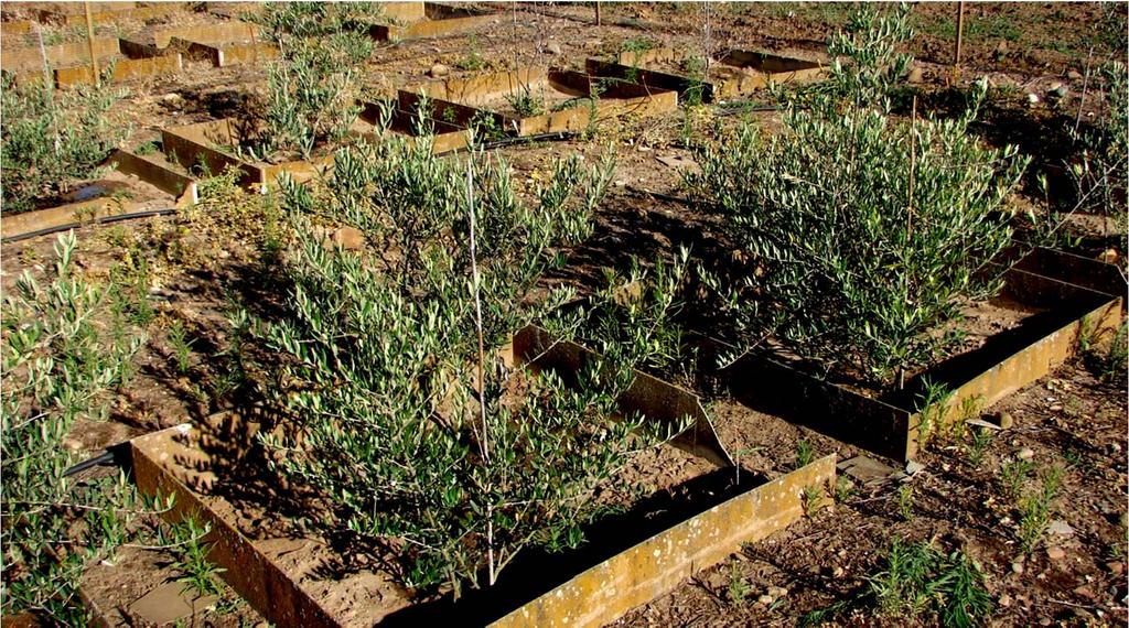 Incidencia (%) Efecto del tratamiento de plantones de olivo Picual con la mezcla de estirpes Trichoderma