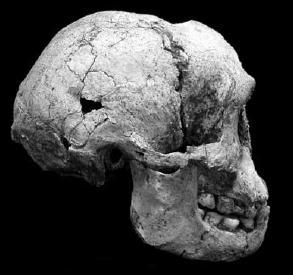 La revolución en el estudio de los homínidos: Homo floresiensis Homo floresiensis
