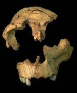 Mioceno Plioceno Homo georgicus Pleistoceno