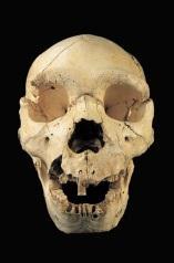 Australopithecus anamensis Australopithecus
