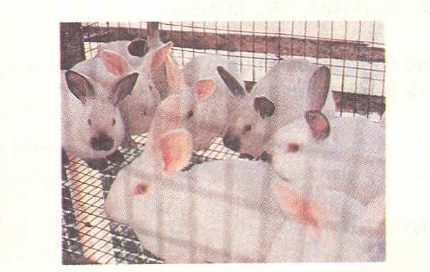 3. CALIDAD DE LA PIEL En general la piel del conejo tiene un buen valor económico en el mercado, razón por la cual deben seleccionarse animales de piel de buena calidad con pelo lustroso y brillante.