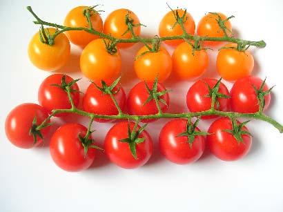 PROGRAMAS DE TOMATES Tomate sabor Screening de