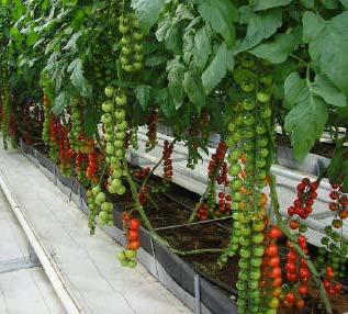 PROGRAMAS DE TOMATES Tomates ciclo largo (cherries): 58 entradas iniciales: Selecciones