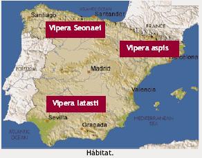 Mordedura de serpiente En España existen dos tipos de serpientes venenosas: VIBORAS - Vipera latastie