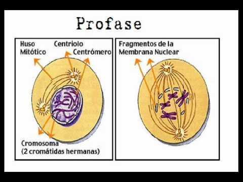 1.- Mitosis o cariocinesis Aunque la mitosis es un proceso continuo, para su estudio se divide en cuatro fases: profase, metafase, anafase y telofase.
