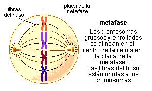 Metafase Los cromosomas se disponen en la zona ecuatorial, doblados con el vértice hacia fuera, formando una estructura llamada Placa ecuatorial.