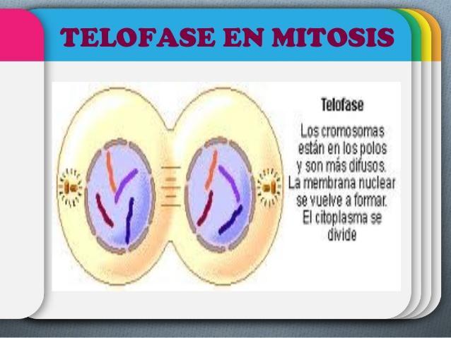 2.-Citocinesis Proceso de división del citoplasma.
