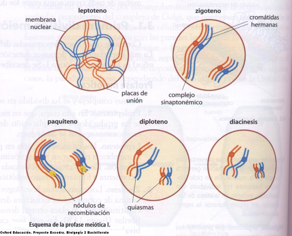 4.- Telofase I.- Al final se obtienen dos células con la mitad del número de cromosomas División reduccional.