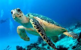 en el agua. Las tortugas tienen caparazón.