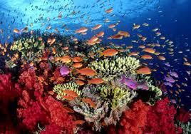 Los arrecifes coralinos se encuentran entre los ecosistemas mas productivos del mundo. UNIVERSIDAD VERACRUZANA -MAESTRÍA EN MANEJO DE ECOSISTEMAS QUÉ ES UN ARRECIFE?