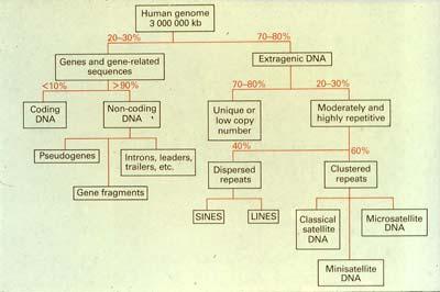 Tipos y proporciones de los distintos tipos de DNA del genoma