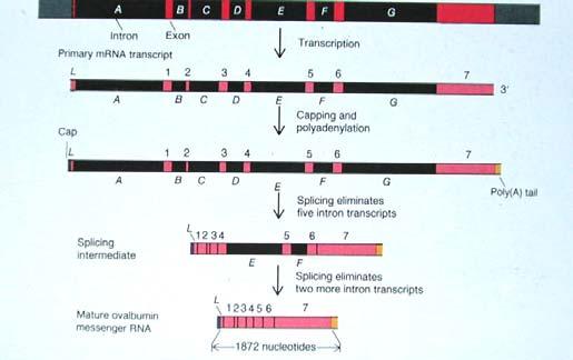 Los genes de los eucariontes son fragmentados: están formados