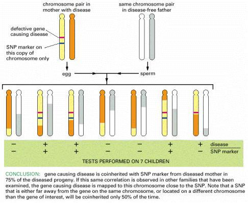 Polimorfismos de Nucleótidos Simple (SNPs) Dan cuenta de buena parte de la variabilidad genómica entre los individuos y se utilizan como marcadores