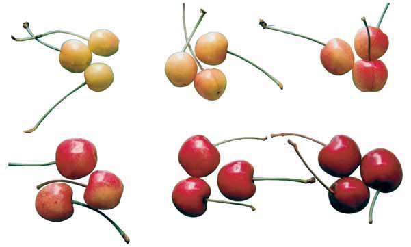Por ser no climatérico, el fruto debe alcanzar el color deseado en la planta.