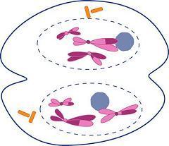 Mitosis,, es la división de la célula en la que, tras la duplicación del material genético, cada célula hija recibe una dotación completa de cromosomas.