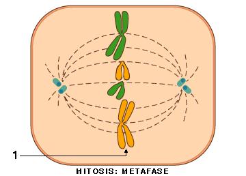 METAFASE: Cromosomas ubicados en el plano ecuatorial.