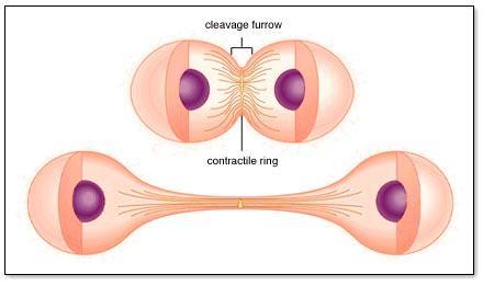 Citocinesis: Comienza en la anafase. El citoplasma se constriñe en la región ecuatorial. Las fibras del áster y las polares desaparecen.