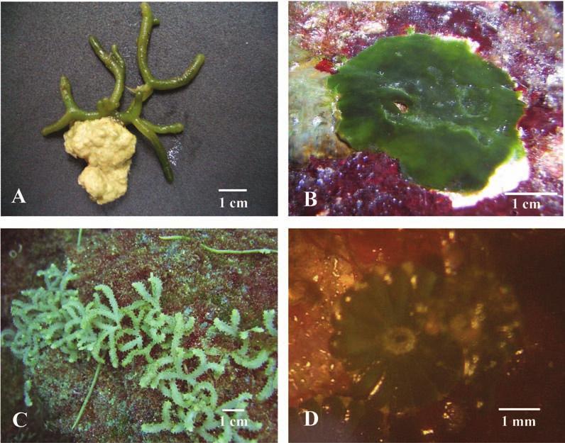 Fig. 2. Informes nuevos para la flora marina de la costa Pacífica de Costa Rica. A. Codium isabelae, B. Codium picturatum, C. Caulerpa serrulata, D. Parvocaulis parvula.