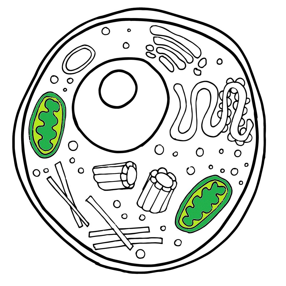 Mitocondria Retículo