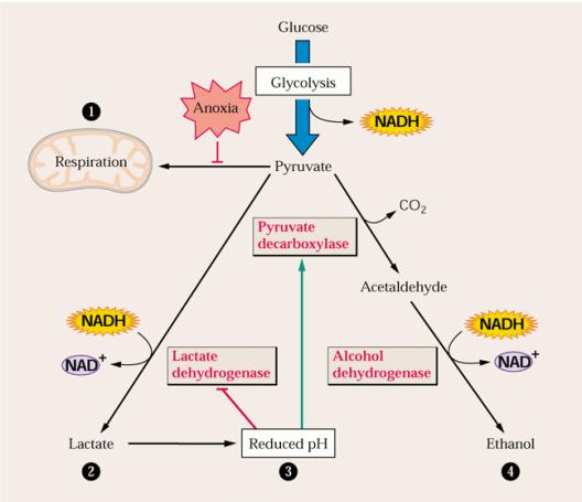 Glucosa Glicolisis Respiración Todas las respuestas a estrés oxidativo Piruvato Piruvato