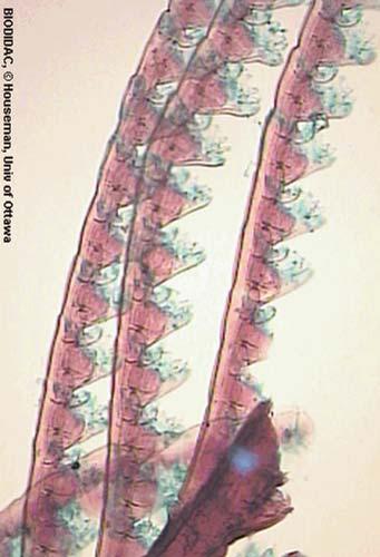 tentáculos bucales. 1.3. Pennaria sp. (2 Preparaciones) Es un genero en el que sus representantes suelen presentar colonias arbustivas en bordes rocosos a poca profundidad.