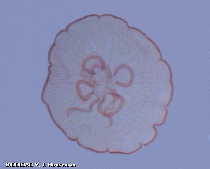 ESCIFOZOOS 1.5. Aurelia aurita (Ejemplar) Es una de las Escifomedusas más frecuentes de las costas mediterráneas.