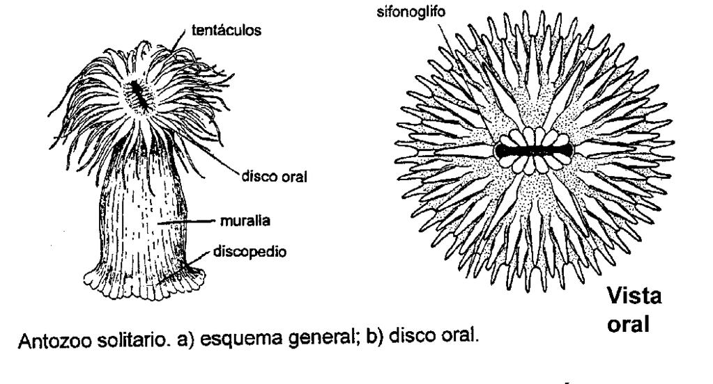 PARTE 2: Estudio de la morfología interna de especies representativas de Antozoos. HEXACORALLIA (ZOANTHARIA) 2.1. Actinia sp.