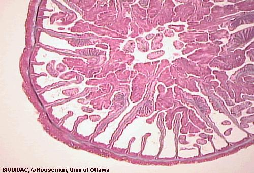 En las secciones longitudinales (1), que afectan parcialmente al estomodeo o faringe, pueden observarse también cortes de los tentáculos.