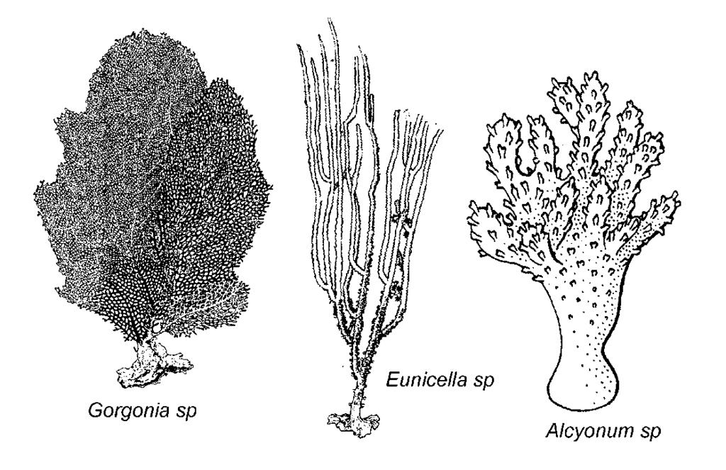 OCTACORALLIA (ALCYONARIA) ANTOZOOS CON ESQUELETO INTERNO (CORALES BLANDOS) Estos Antozoos son todas las especies formas coloniales.
