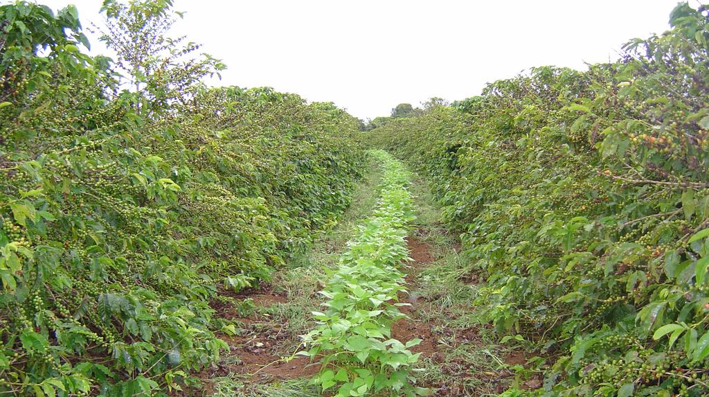Durante muchos años se ha conocido el potencial de las leguminosas para mejorar y/o mantener las condiciones de fertilidad de los suelos agrícolas.