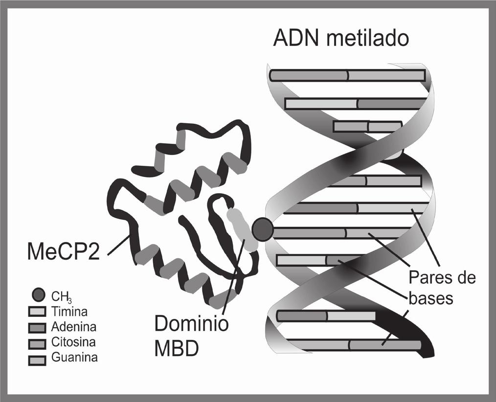 momento que por diversas alteraciones, la expresión del gen MECP2 es modificada.