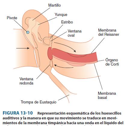 Transmisión del sonido Las ondas sonoras atraviesan el oído externo y el medio antes de llegar al oído interno donde se encuentra el órgano de Corti.