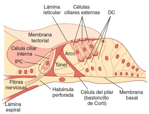 espiral en el modiolo de la espiral coclear; las fibras eferentes se originan en la oliva superior contralateral y los núcleos preolivares del puente, estas fibras forman el haz olivococlear de