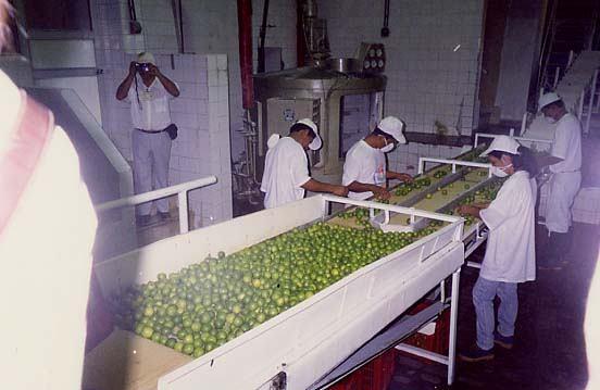 PROCESO POST COSECHA DE LIMÓN SUTIL (Citrus