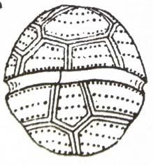 1968 Glenodiniopsis steinii (Lemmermann) Wołoszyńska 1916 S.