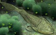 EVOLUCIÓN DE LOS VERTEBRADOS Surgieron hace 550 m.a. a partir de organismos marinos sésiles. Los primeros vertebrados conocidos son los peces ostracodermos. Los placodermos aparecen más tarde.