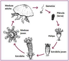Son sésiles, lo que significa que viven fijos al fondo. CNIDARIOS. REPRODUCCIÓN Hay algunas especies de medusa que tienen sexos separados, producen óvulos y espermatozoides.